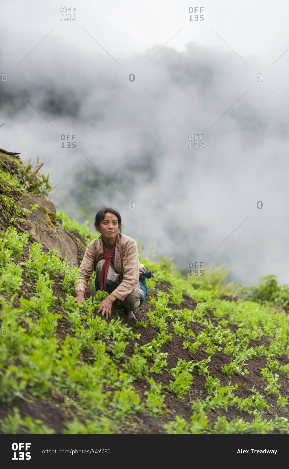 A woman clears away weeds in a pea field in north east India