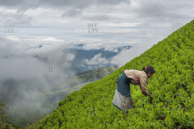 A woman clears away weeds in a pea field in north east India