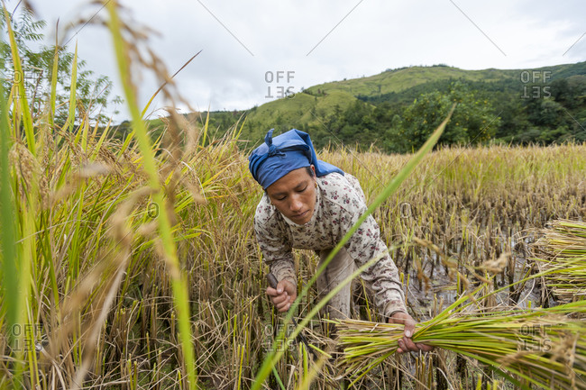 A woman harvests rice in a rice paddies in Northeast India