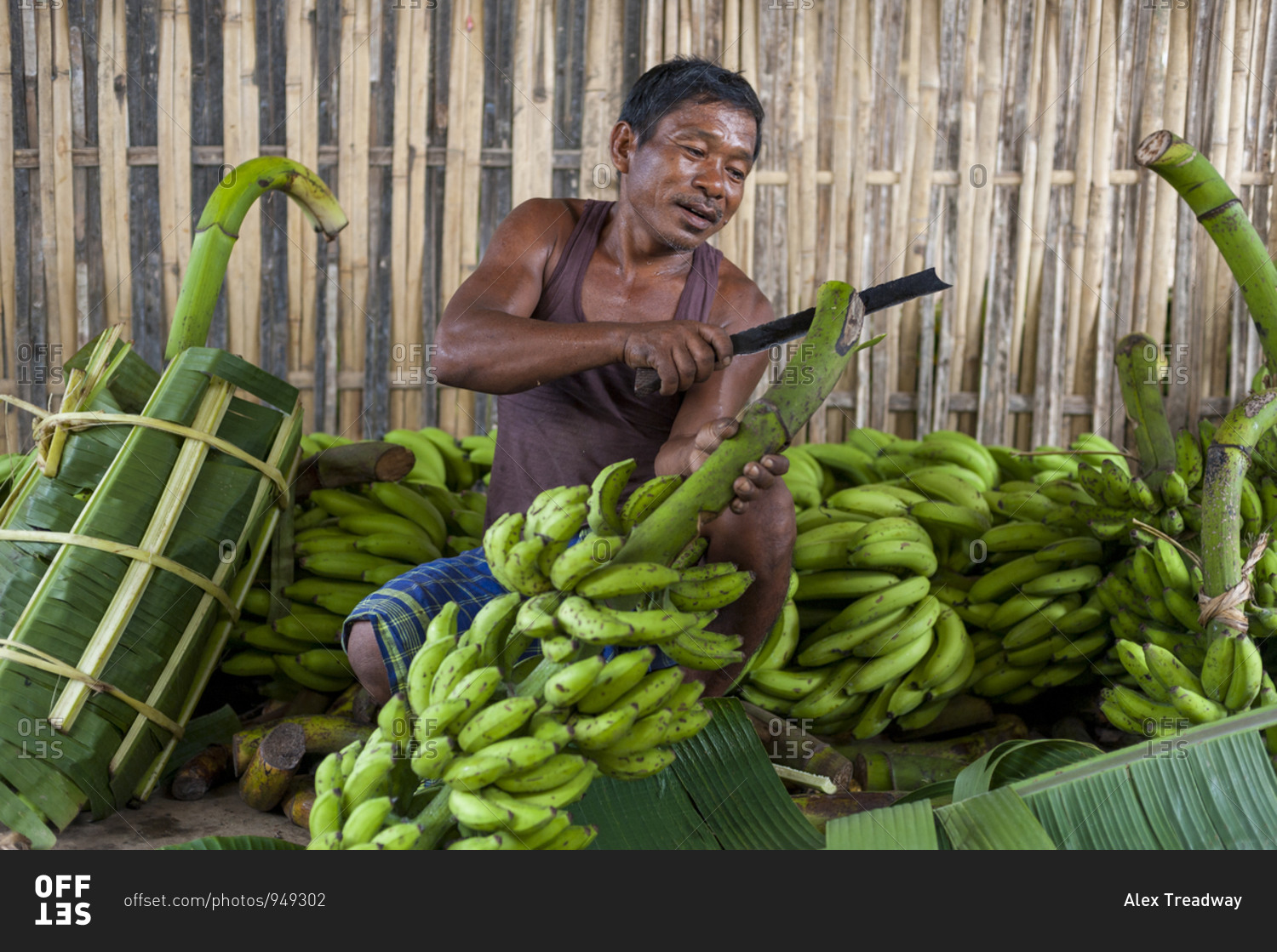 A man wraps bananas in banana leaves to take them to market in Assam in north east India