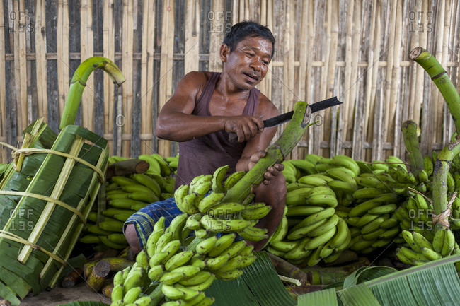 A man wraps bananas in banana leaves to take them to market in Assam in north east India