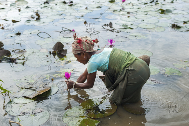 A woman harvests lotus flowers from a lily pond in Northeast India