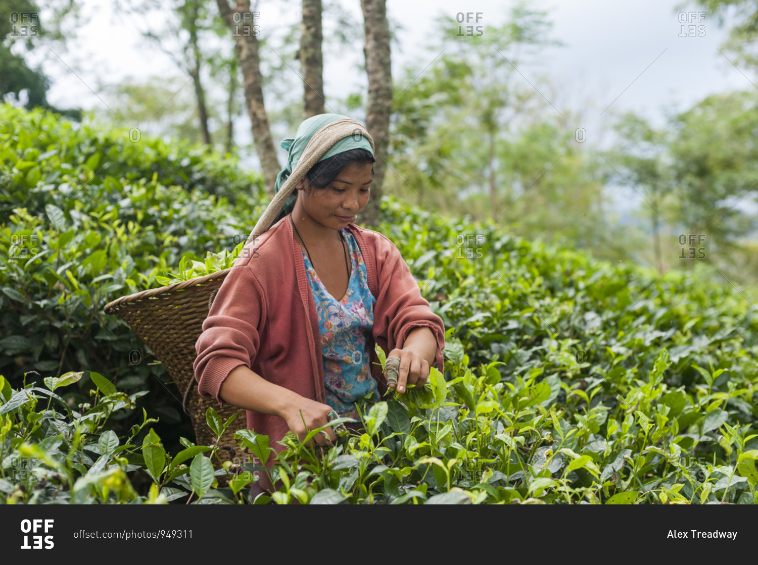 A girl collects tea leaves in the state of Meghalaya in north east India