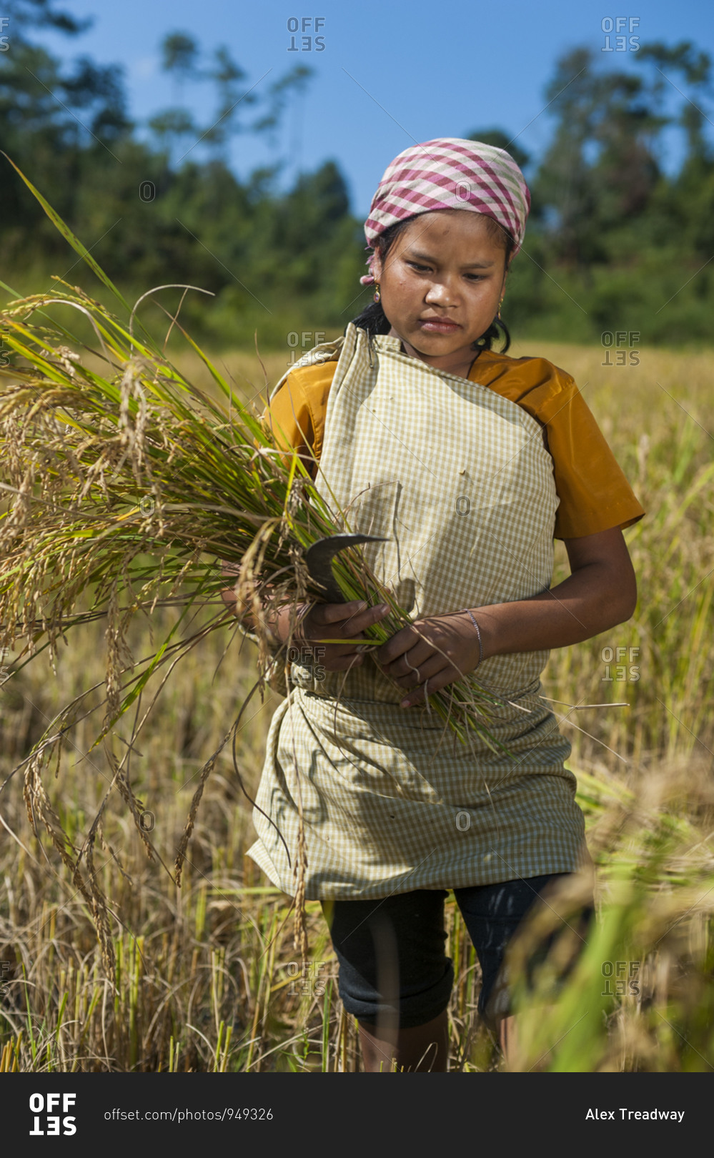 A girl harvests rice in the East Khasi hills of Meghalaya in north east India