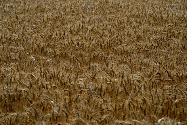 Wheat field on a cloudy day