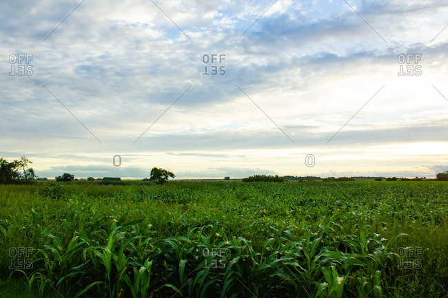 View of corn field under cloudy sky