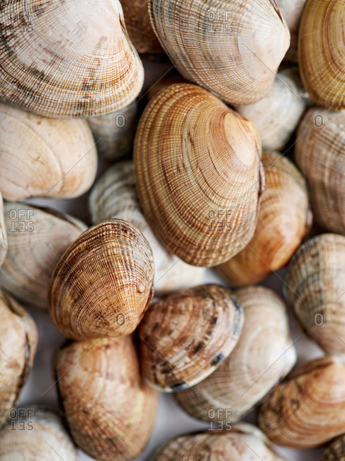 clams stock photos - OFFSET