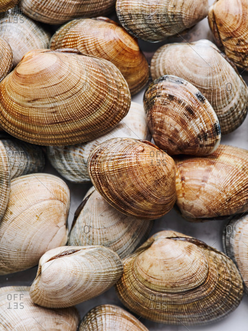 clams stock photos - OFFSET