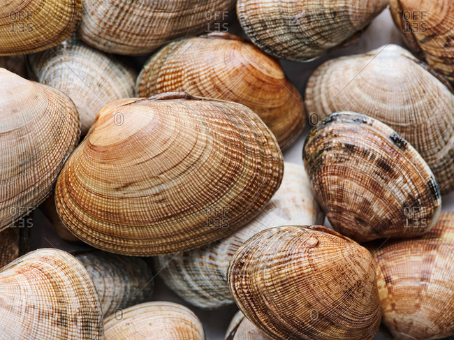 clams stock photos - OFFSET