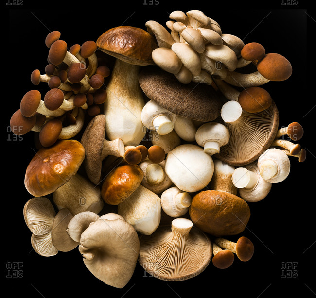 Food set from fresh natural organic edible mushrooms isolated on a black background, copy space. Vegetarian concept.