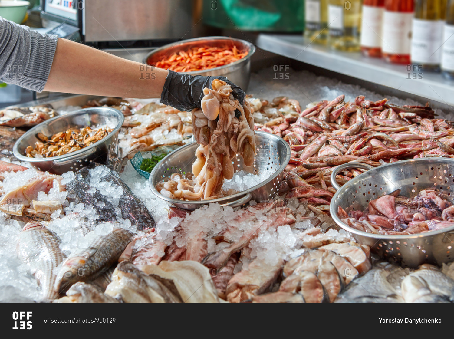 Seller\'s hand in a black glove holds raw octopus on the background of a variety of seafood on the ice. The concept of business and the sale of seafood