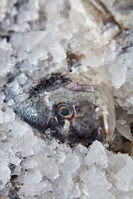 A close-up of a chilled dorado head on ice. Fresh healthy seafood for sale in the shop. Business concept