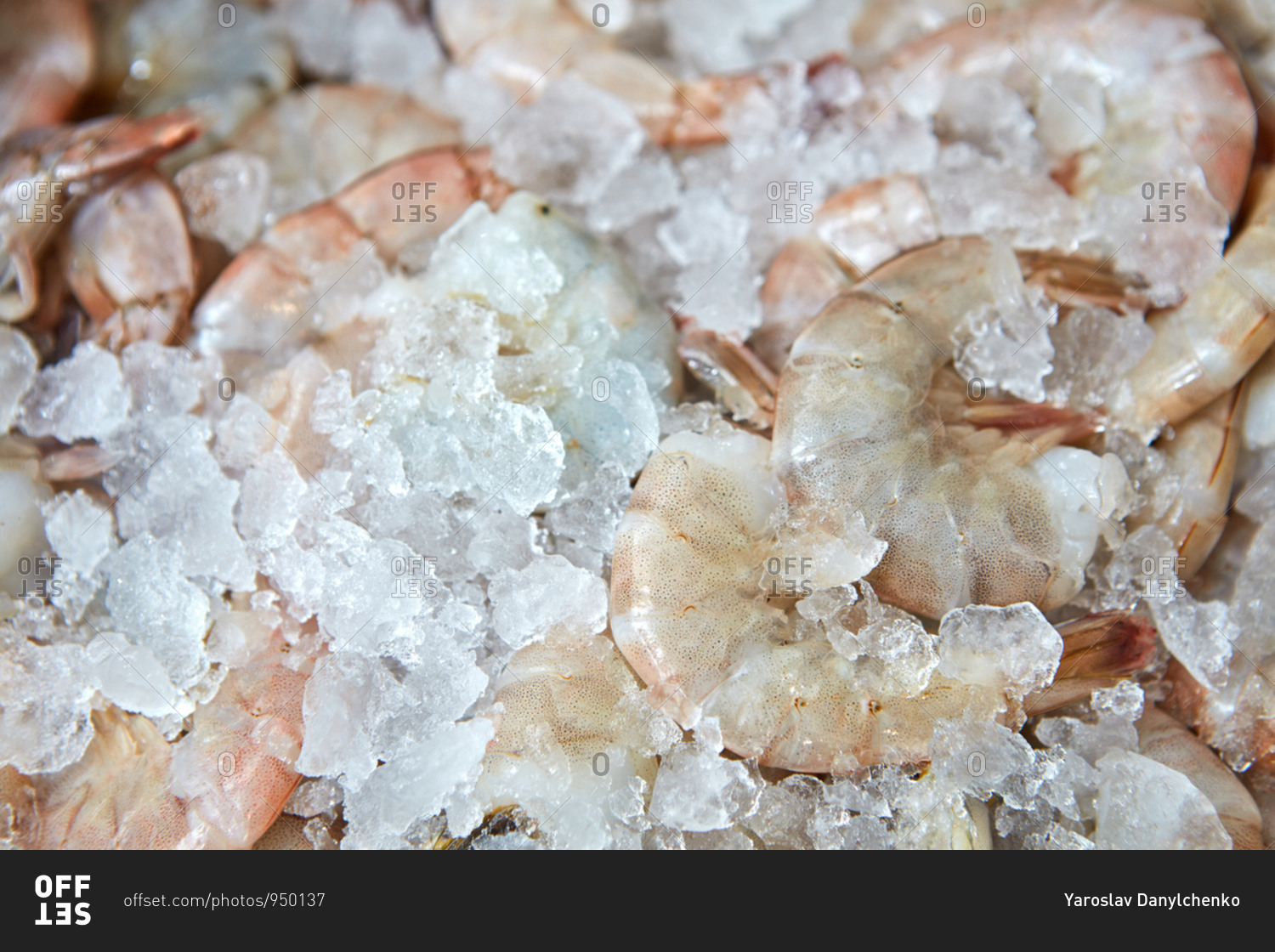 Fresh raw shrimp on ice close-up. Healthy Sea Food Selling Concept. Top view