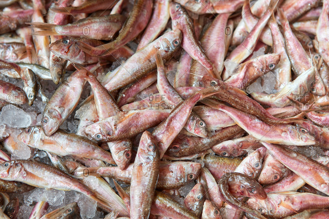 Raw red mullets on ice on display at a seafood fish market. Favored delicacy for cooking and dining.. Top view