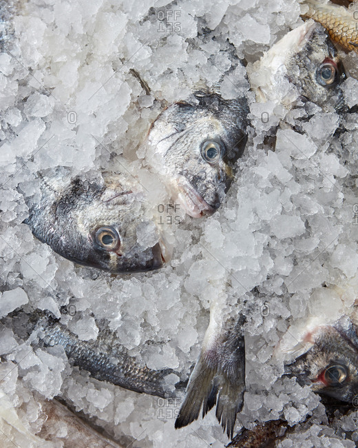 Dorado fresh sea fish on ice. Healthy seafood presented for sale in the market. Top view
