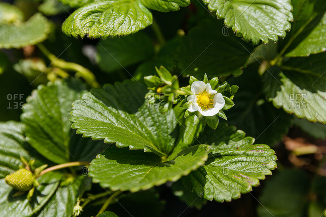 Close up of a strawberry blossom