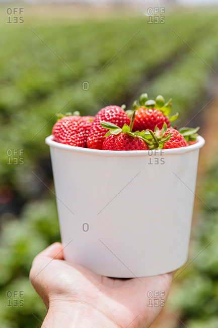 Person holding a container filled with red strawberries picked from a garden