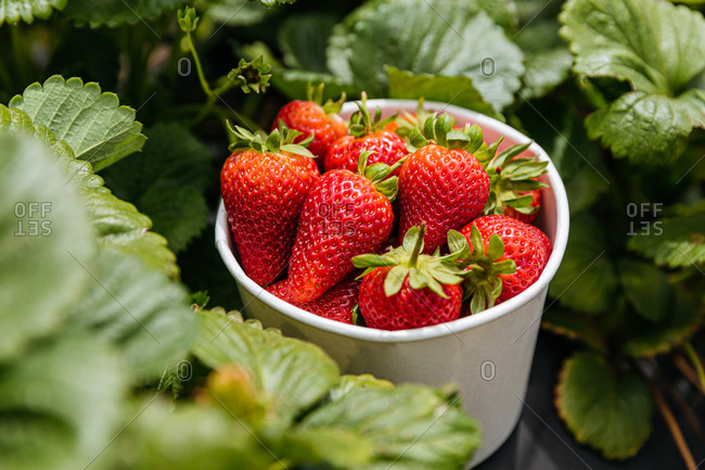 A white container filled with red strawberries in a garden
