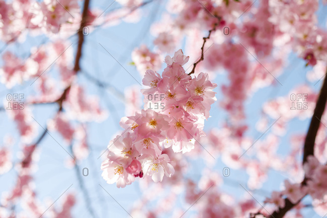 Beautiful pink blossoms on a tree