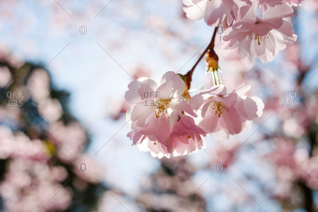 Close up of flower blossoms on a tree