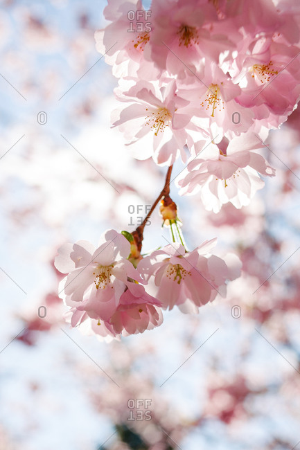 Close up of flowers blossoming on a tree