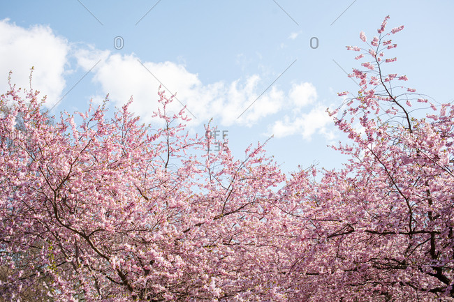 Beautiful tree covered in pink blossoms