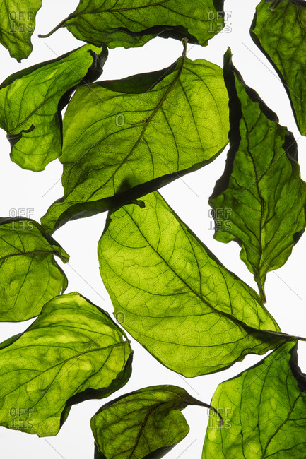 Drying leaves on a white background