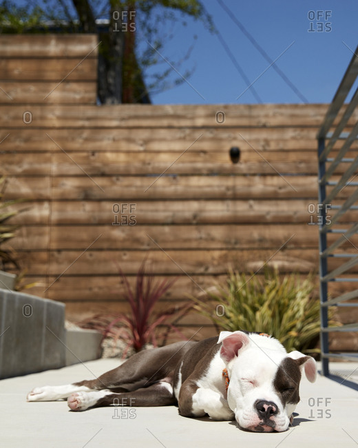 Brown and white Pitbull dog sleeping on patio in the sunshine