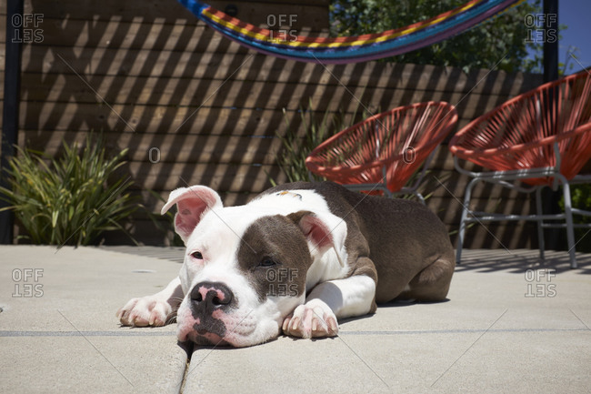 Brown and white Pitbull dog resting on patio in the sunshine