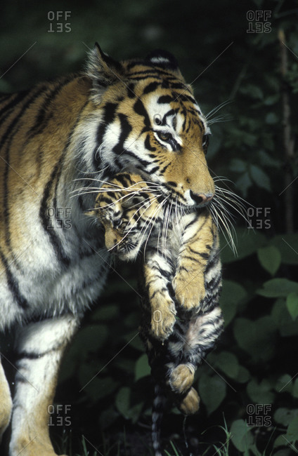 Animals~Mother Tiger Carrying Cub In Mouth~Vintage Postcard