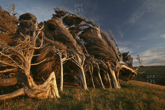 New Zealand- Bizarre trees at twilight