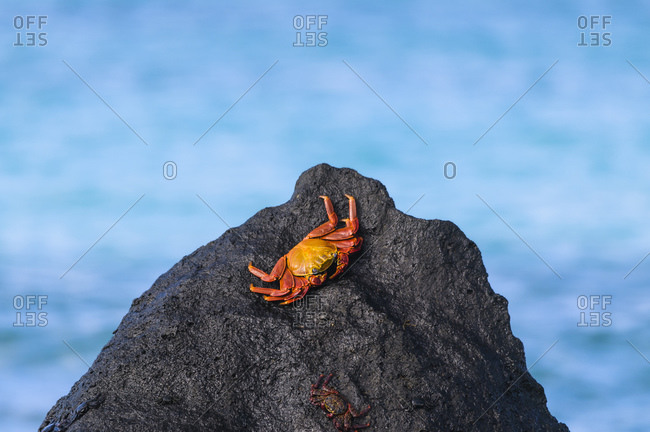 Ecuador- Galapagos Islands- Espanola- Red Rock Crab on a rock