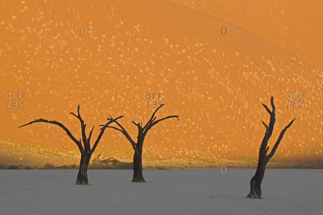 Africa- Namibia- Deadvlei- Dead trees in the desert