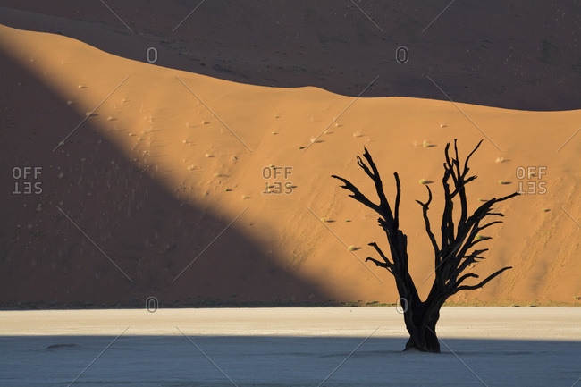 Africa- Namibia- Deadvlei- Dead trees