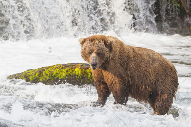 USA- Alaska- Katmai National Park- Brown bear (Ursus arctos) at Brooks Falls- foraging