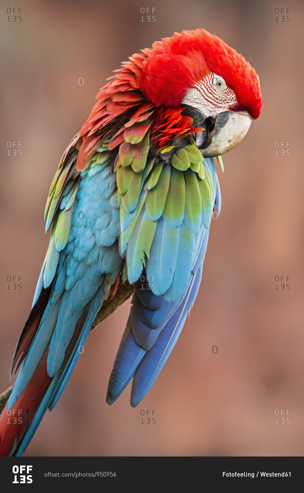 Brazil- Mato Grosso- Mato Grosso do Sul- portrait of scarlet macaw sitting on branch