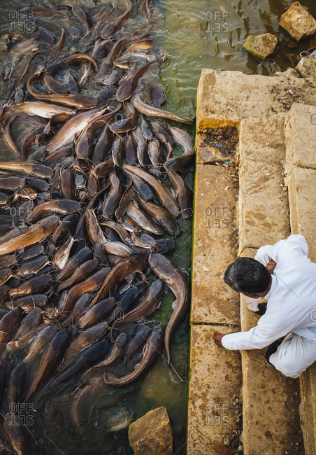 India- Jaisalmer- Abundance of catfish in Gadisar Lake
