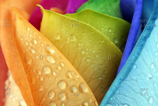 Water drops on colored petals of rose- Rosa- partial view