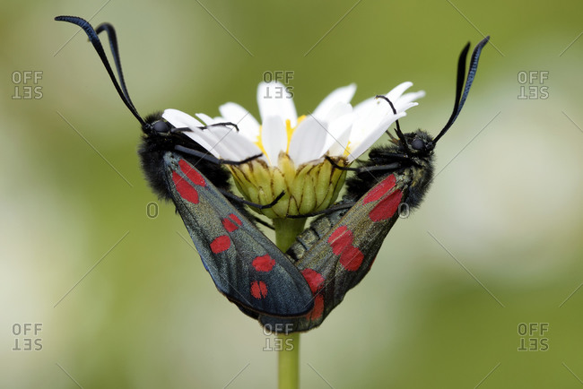 Two six-spot burnets- Zygaena filipendulae- hanging on white blossom