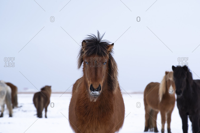 Beautiful healthy brown horse with face covered with snow standing and looking at camera while grazing with other different horses on snowy field in winter