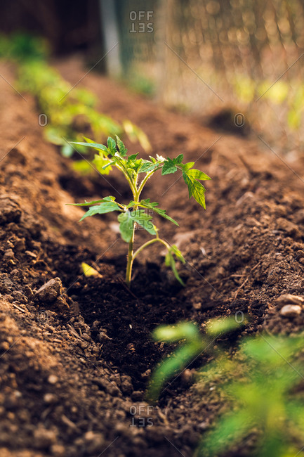 Closeup of small green growing plants of tomatoes freshly planted in cultivated soil in garden in countryside near