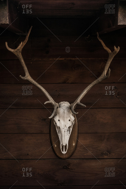 Deer white skull with horns skull attached to wooden wall in countryside house in Cantabria