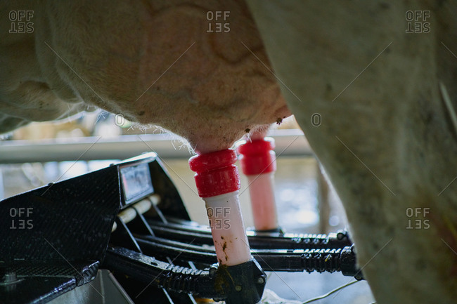 Girl Milking Machine