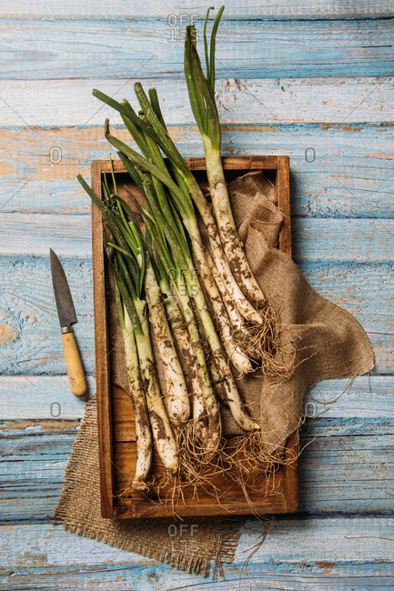 Top view of bunch of ripe dirty calsot onion placed on tray and linen cloth on wooden table near knife in Catalonia, Spain