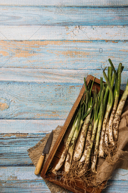 Top view of bunch of ripe dirty calsot onion placed on tray and linen cloth on wooden table near knife in Catalonia, Spain