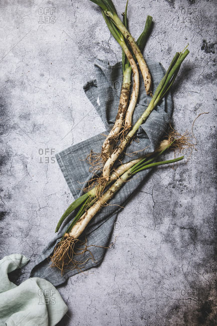 Top view of bunch of ripe dirty calsot onion placed on tray and linen cloth on wooden table near knife in Catalonia, Spain