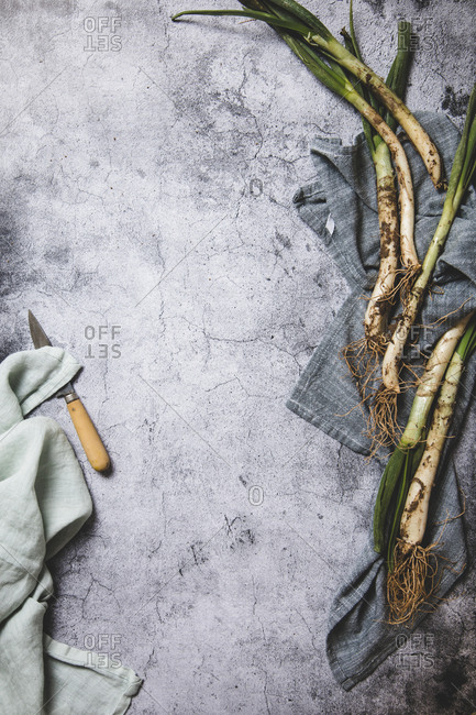 Top view of bunch of ripe dirty calsot onion placed on tray and linen cloth on wooden table near knife in Catalonia, Spain