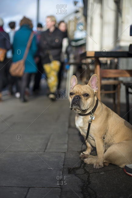 A dog on a lead in Broadway Market in London waits patiently for their owner