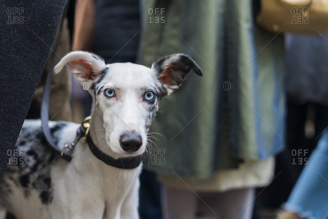 can whippet be white
