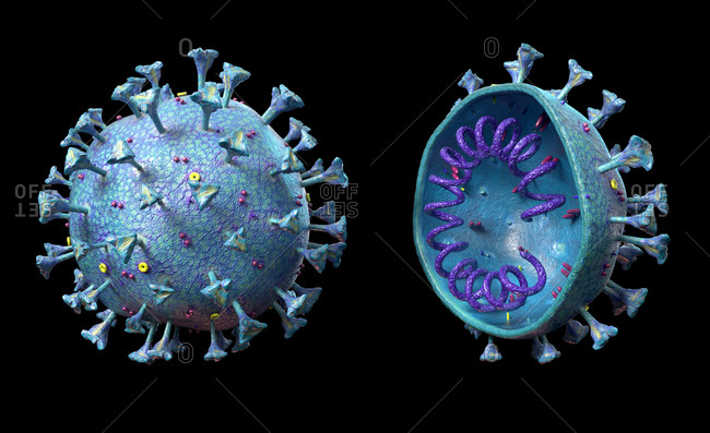 Coronavirus, illustration. Coronavirus with detailed structure and cross section.